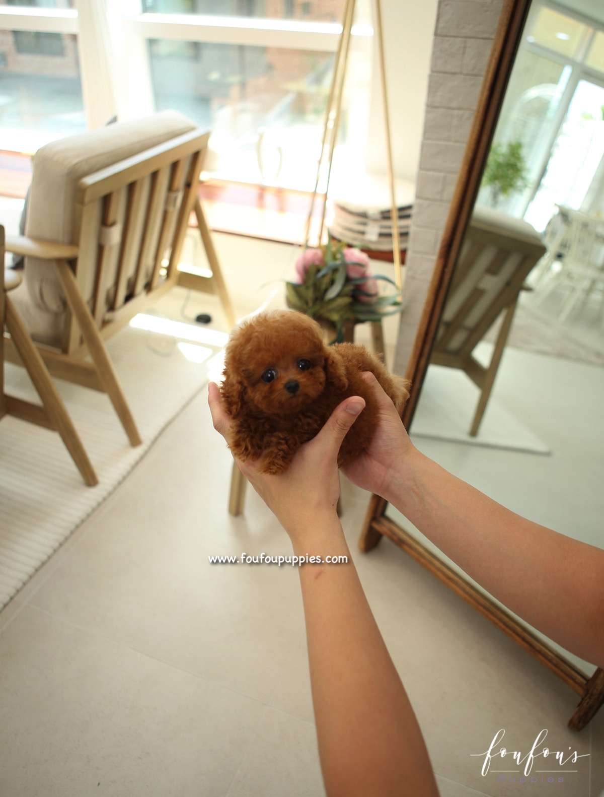 Kalvin - Poodle M.