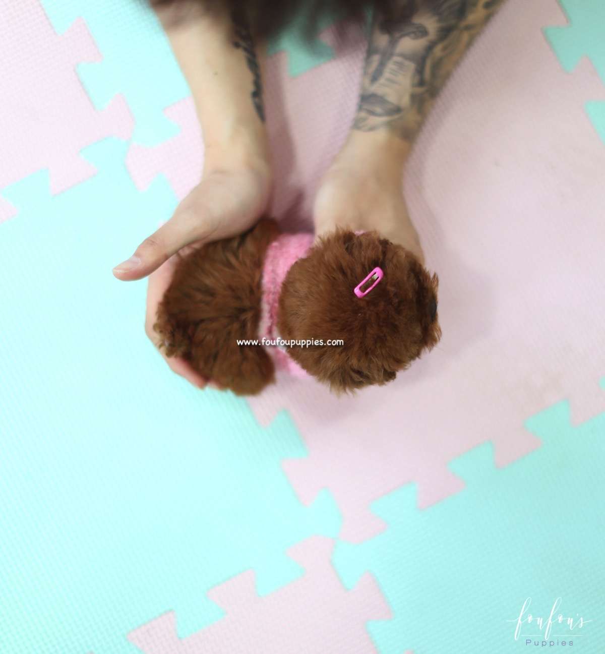 Ruby - Poodle F.