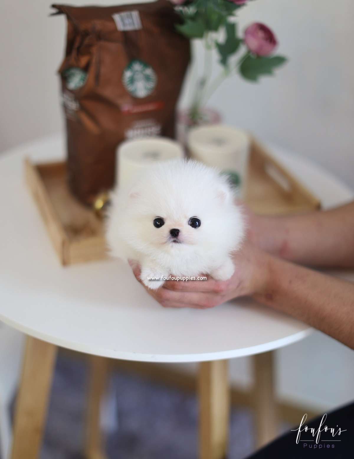 Lulu - Pomeranian F.