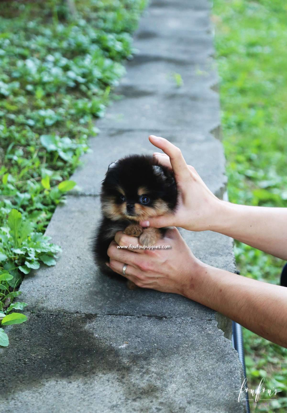 Kaluha - Pomeranian F.