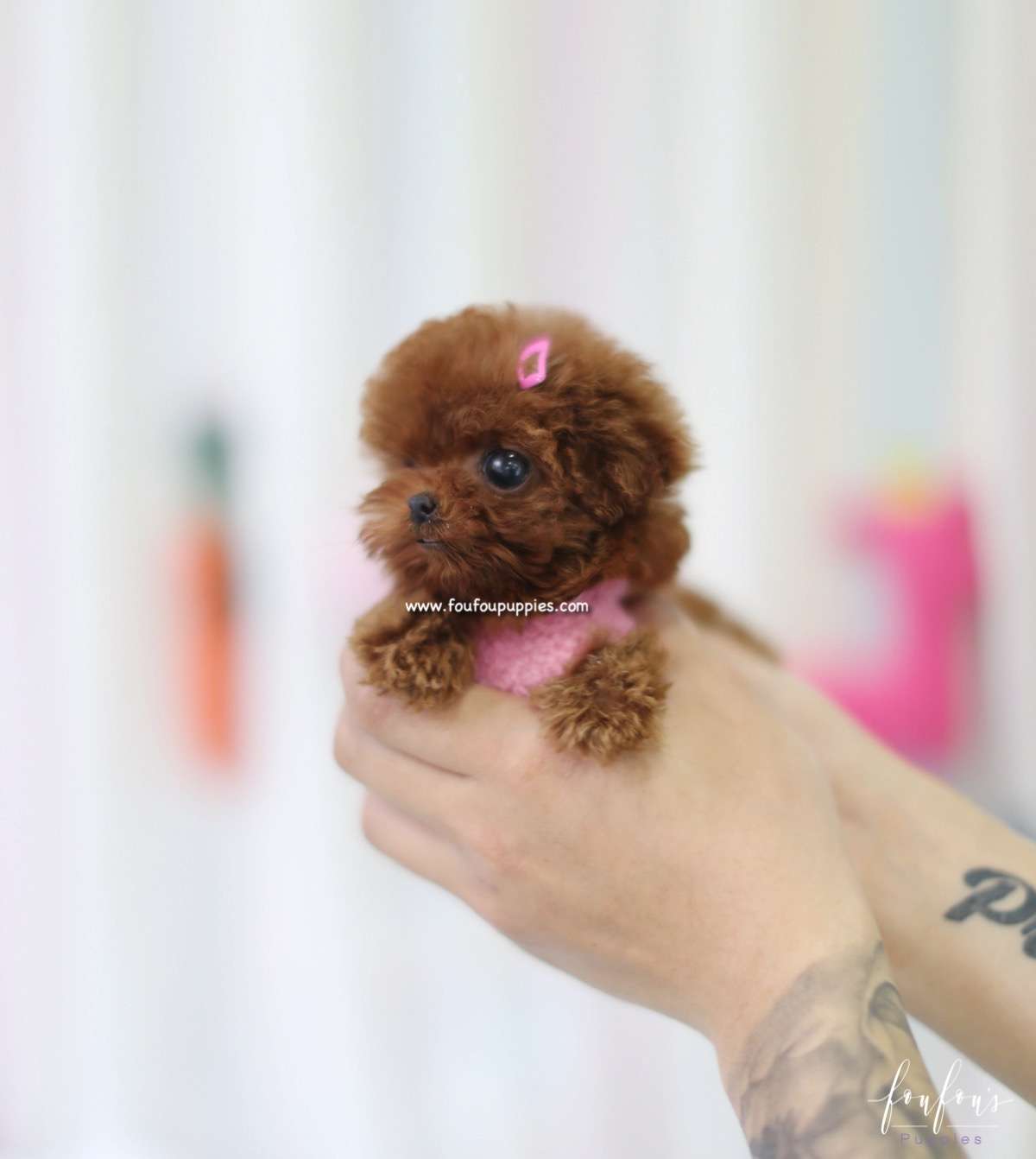 Ruby - Poodle F.