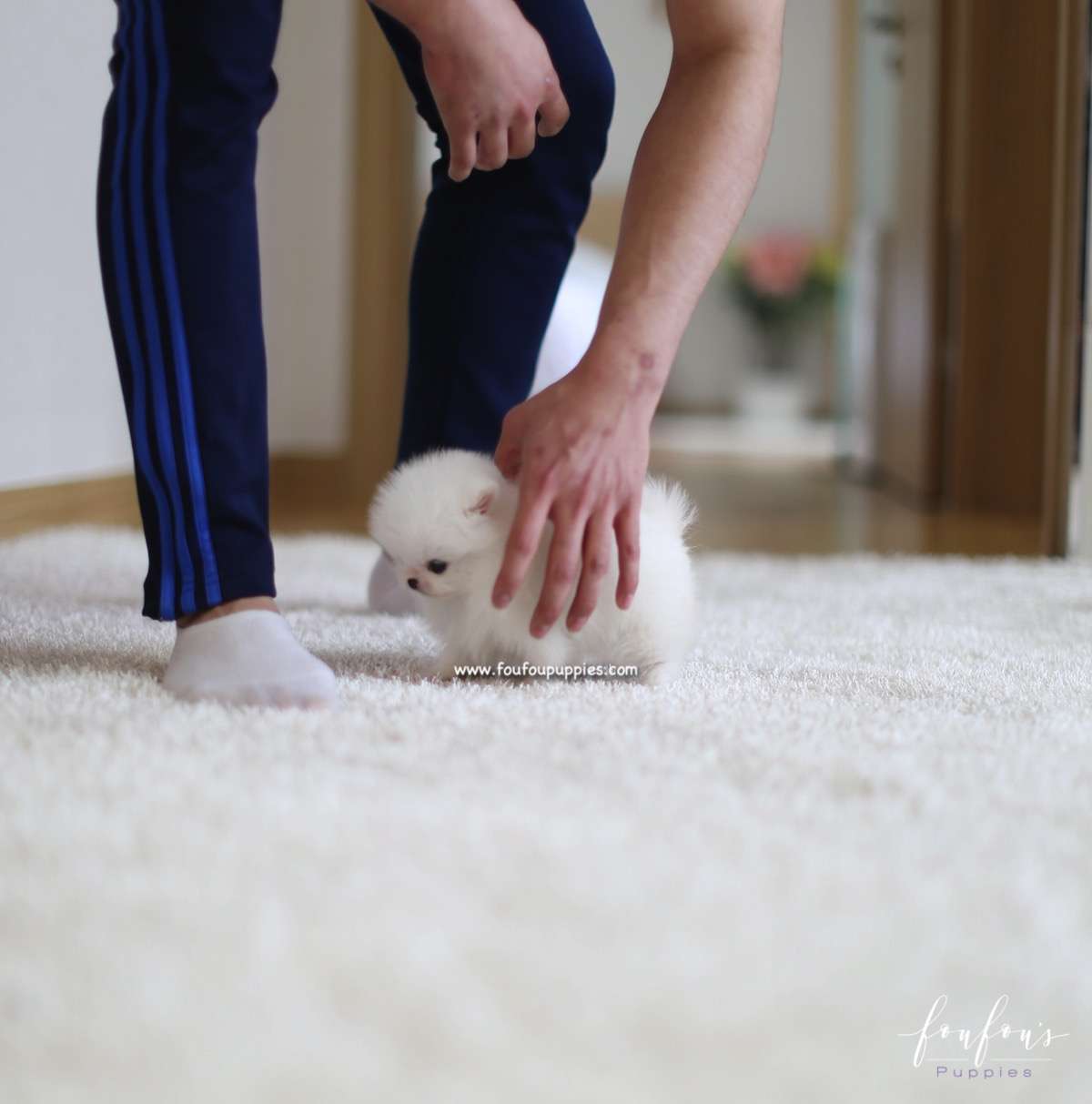 Lulu - Pomeranian F.