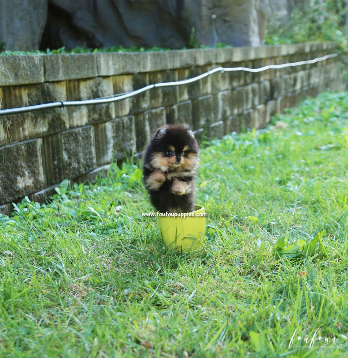 Kaluha - Pomeranian F.