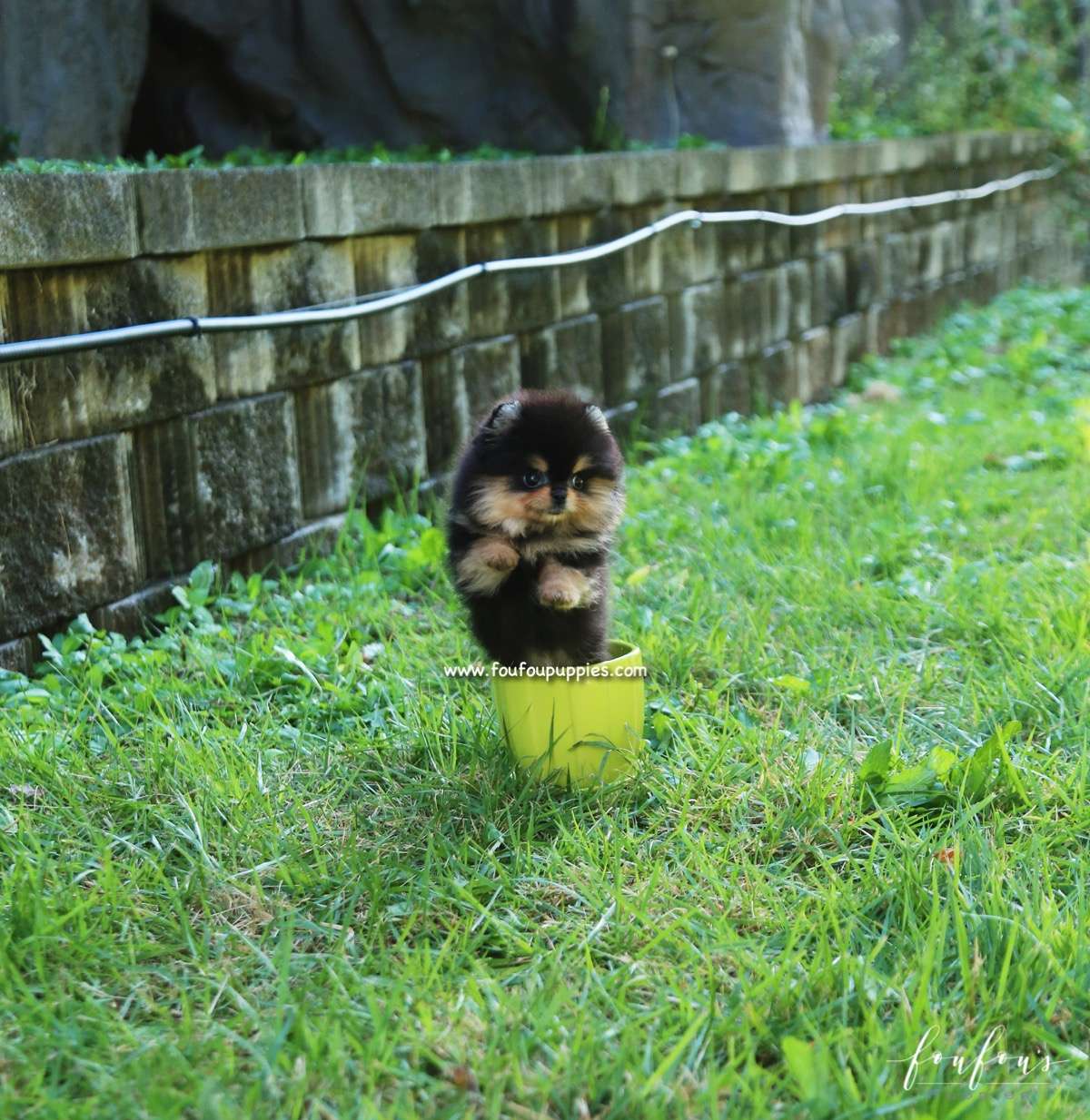 Kaluha - Pomeranian F.