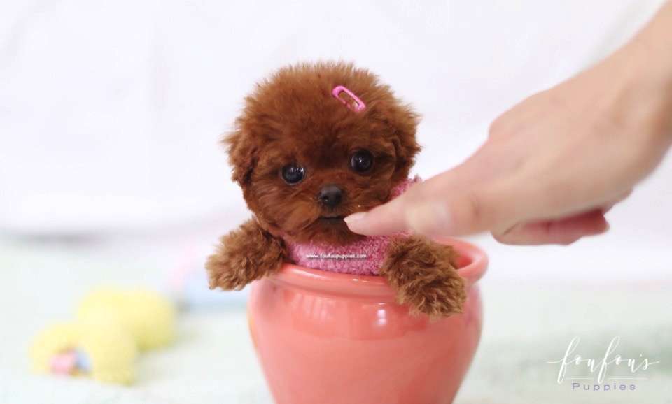 Ruby - Poodle F.