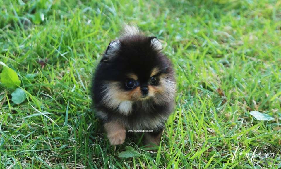Kaluha - Pomeranian F.