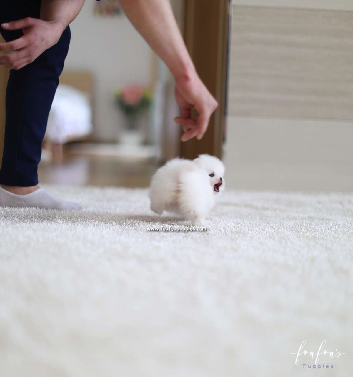 Lulu - Pomeranian F.