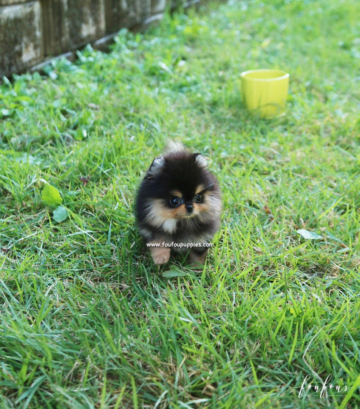 Kaluha - Pomeranian F.