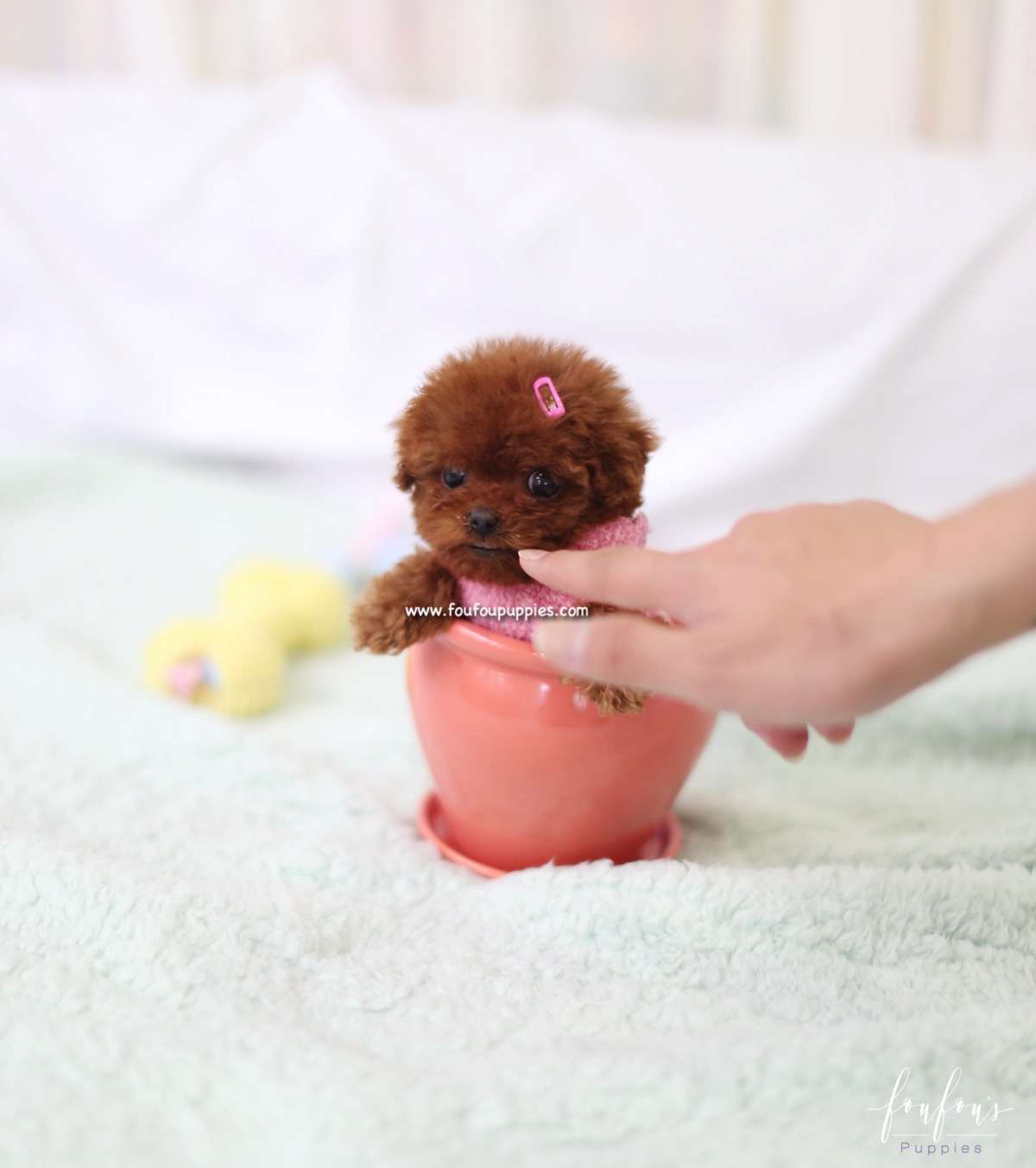 Ruby - Poodle F.