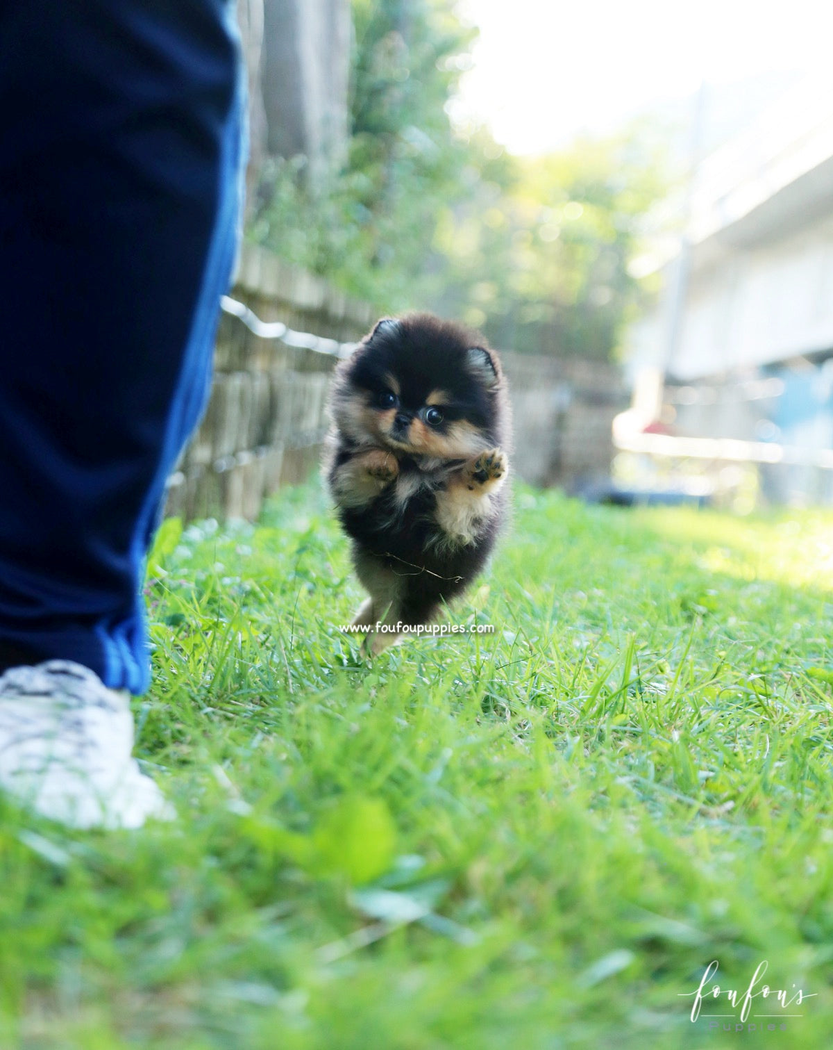 Kaluha - Pomeranian F.