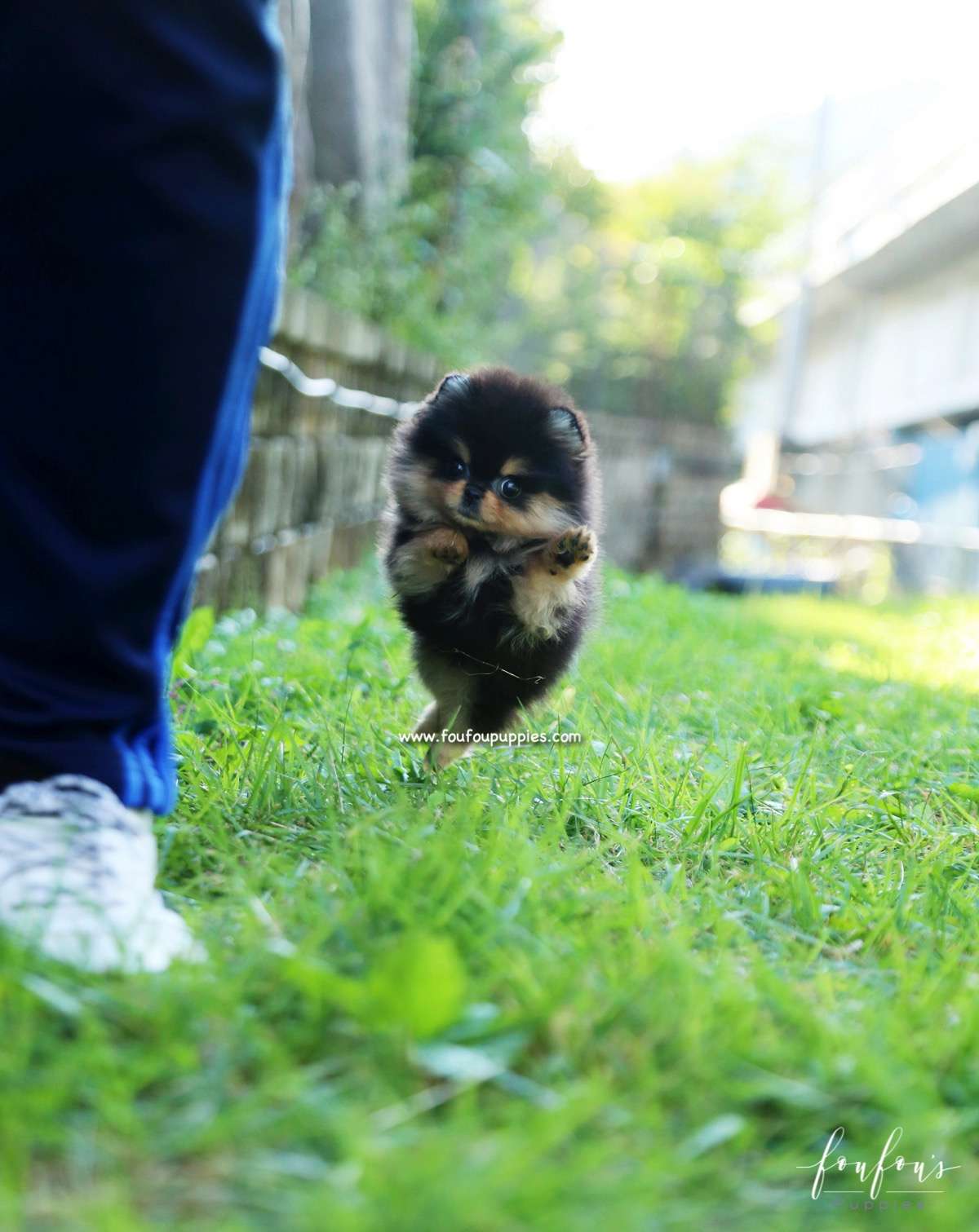 Kaluha - Pomeranian F.