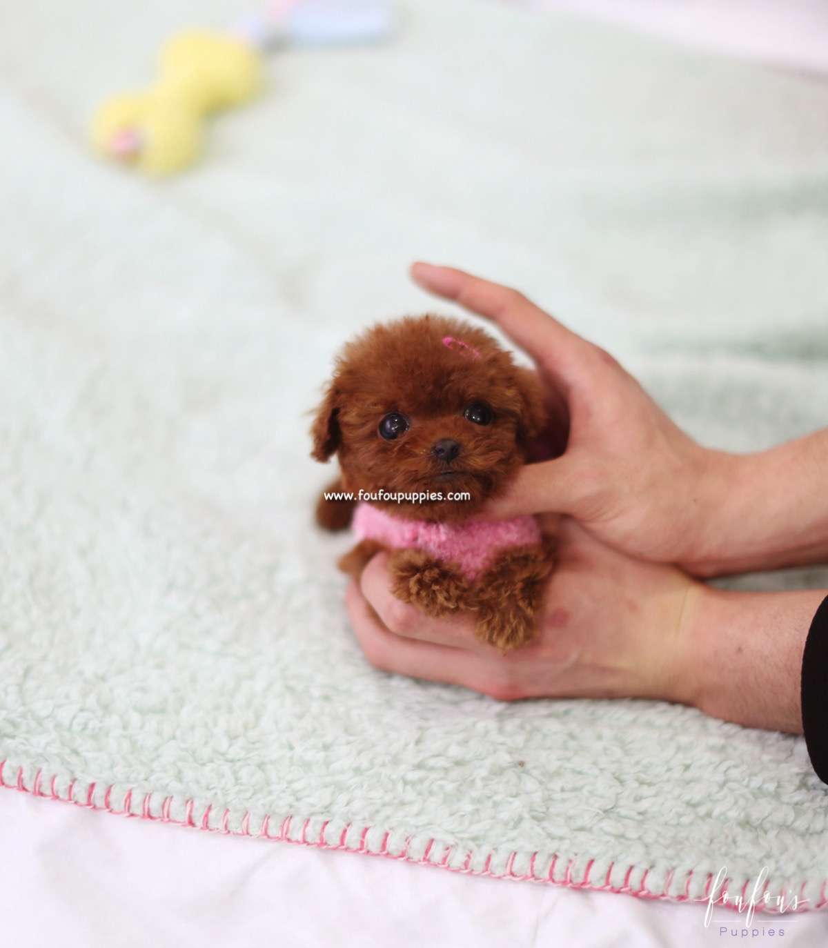 Ruby - Poodle F.