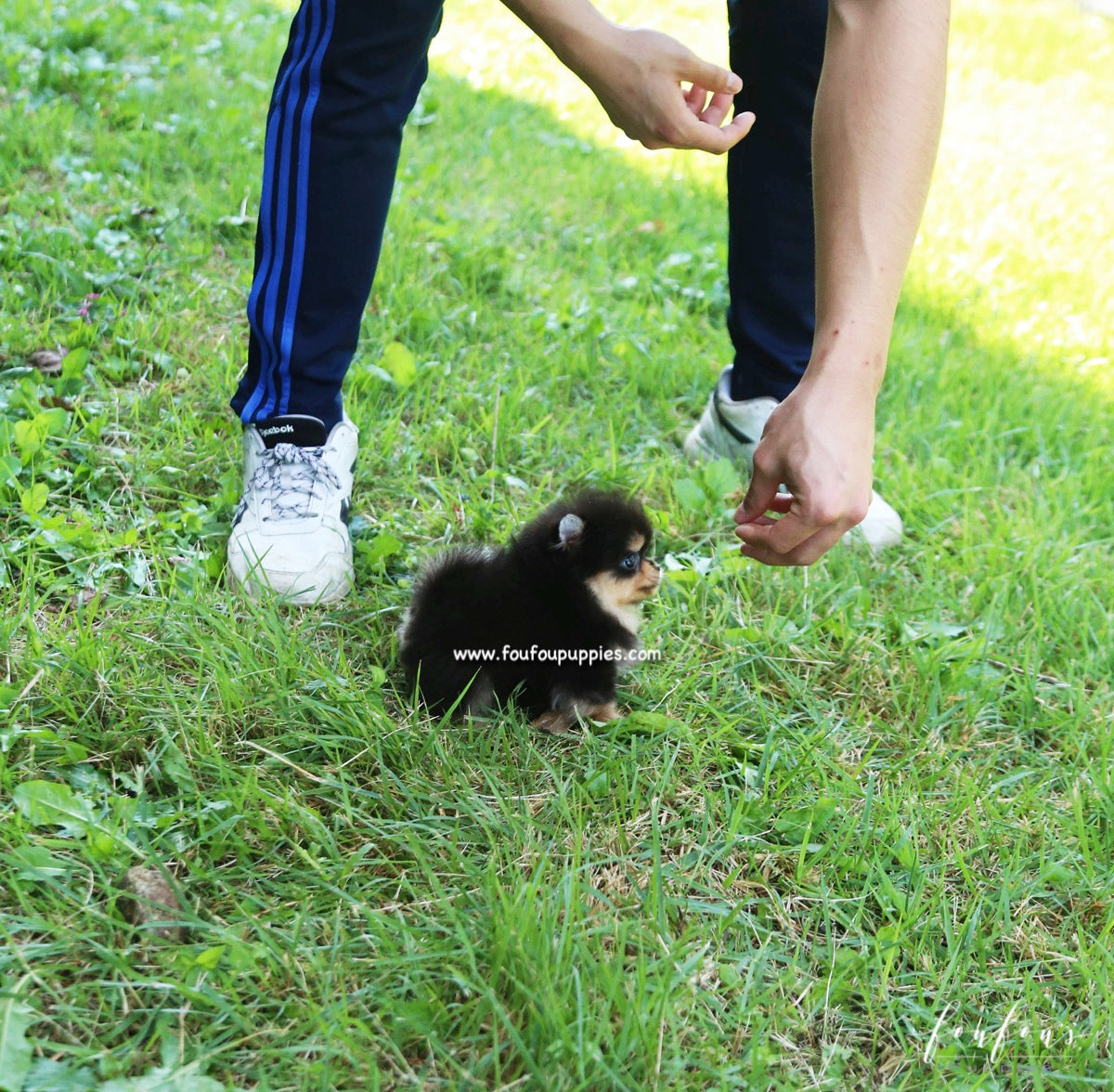 Kaluha - Pomeranian F.