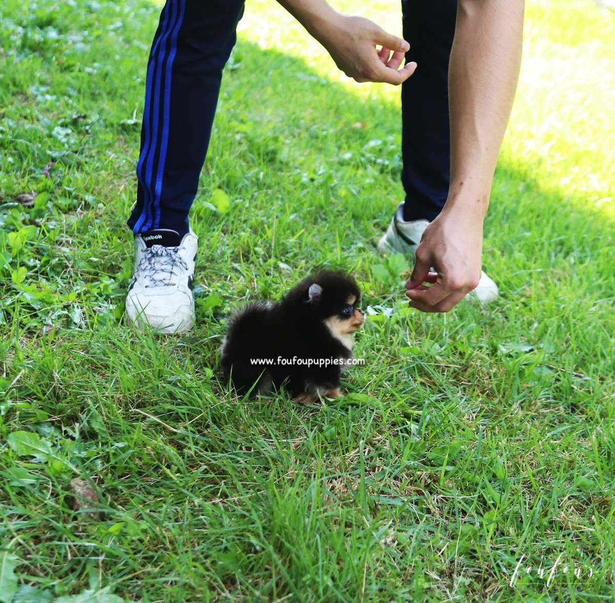 Kaluha - Pomeranian F.