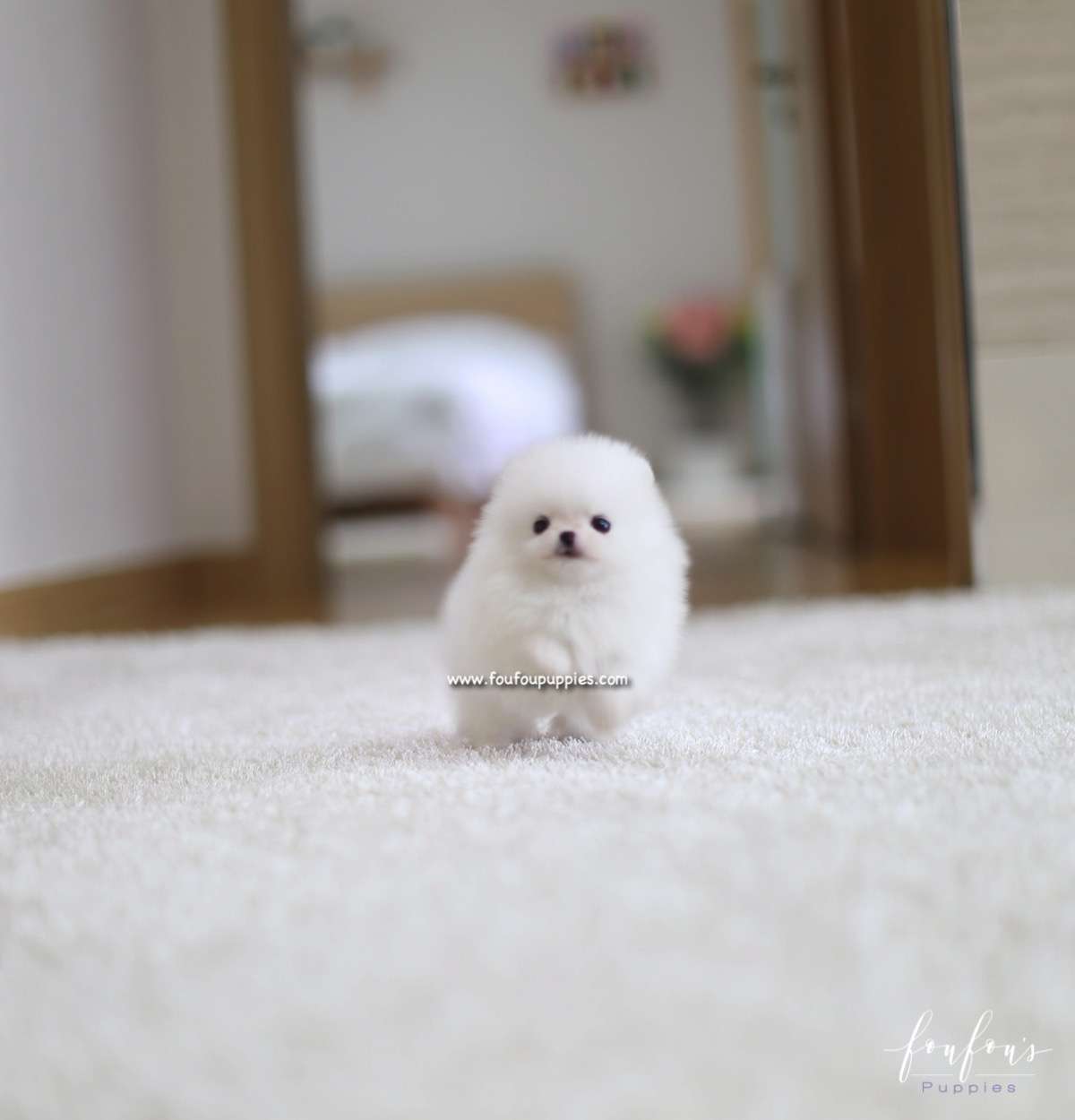 Lulu - Pomeranian F.