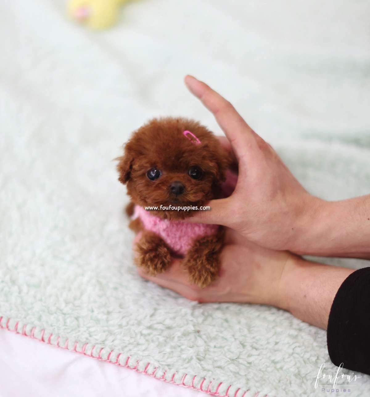 Ruby - Poodle F.