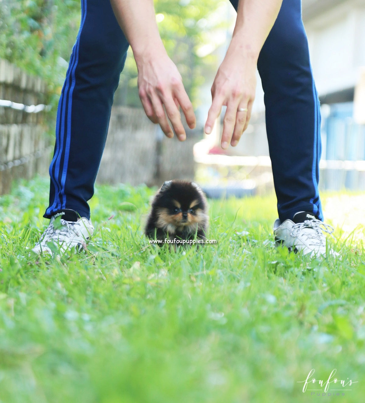 Kaluha - Pomeranian F.