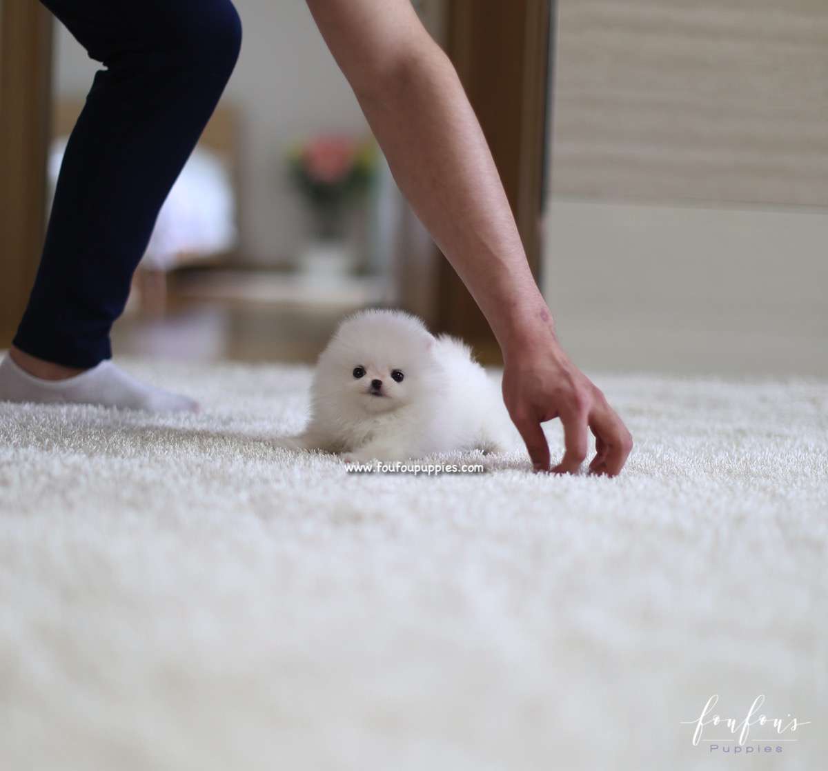Lulu - Pomeranian F.