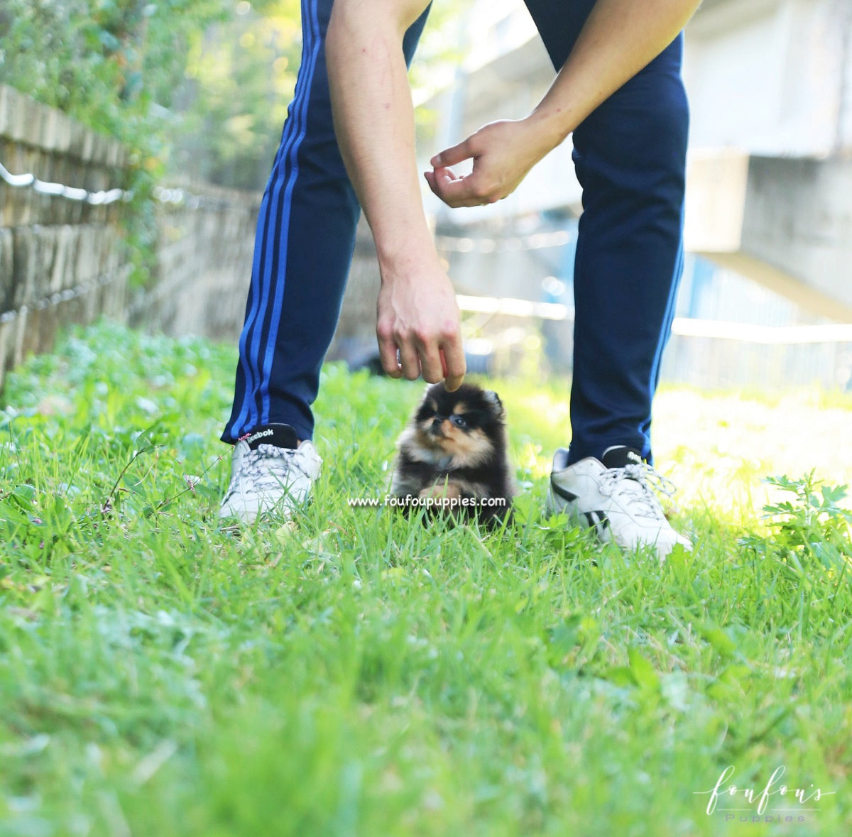 Kaluha - Pomeranian F.