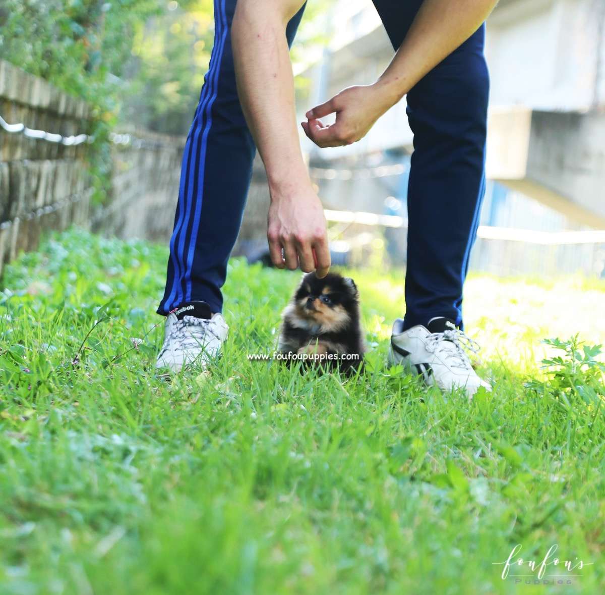 Kaluha - Pomeranian F.