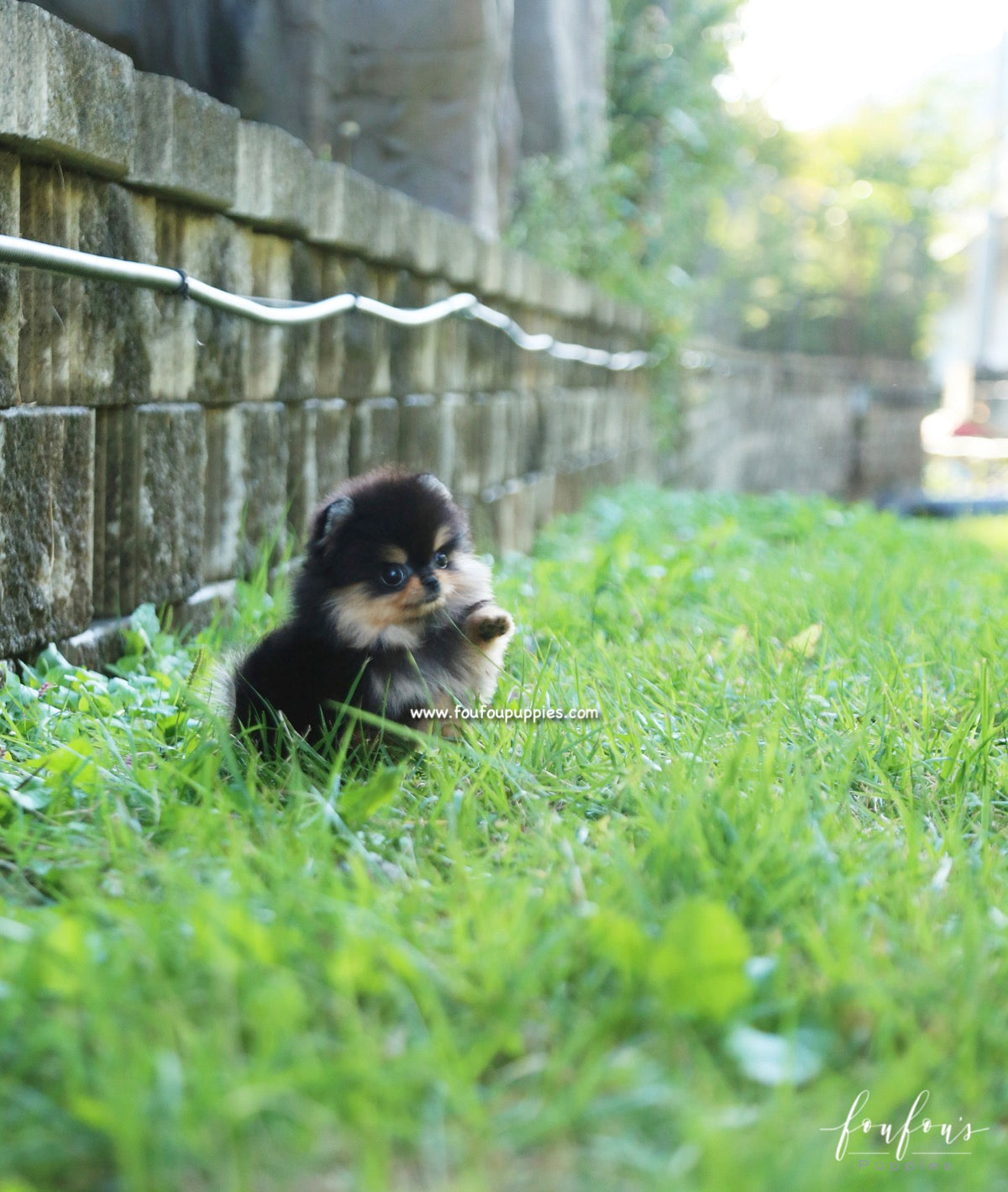 Kaluha - Pomeranian F.