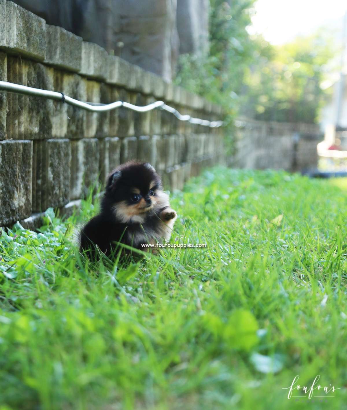 Kaluha - Pomeranian F.