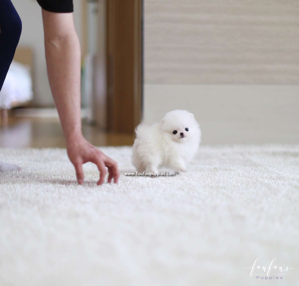 Lulu - Pomeranian F.