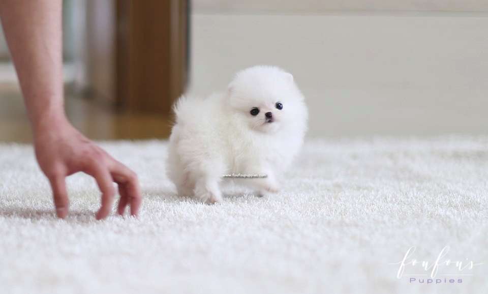Lulu - Pomeranian F.