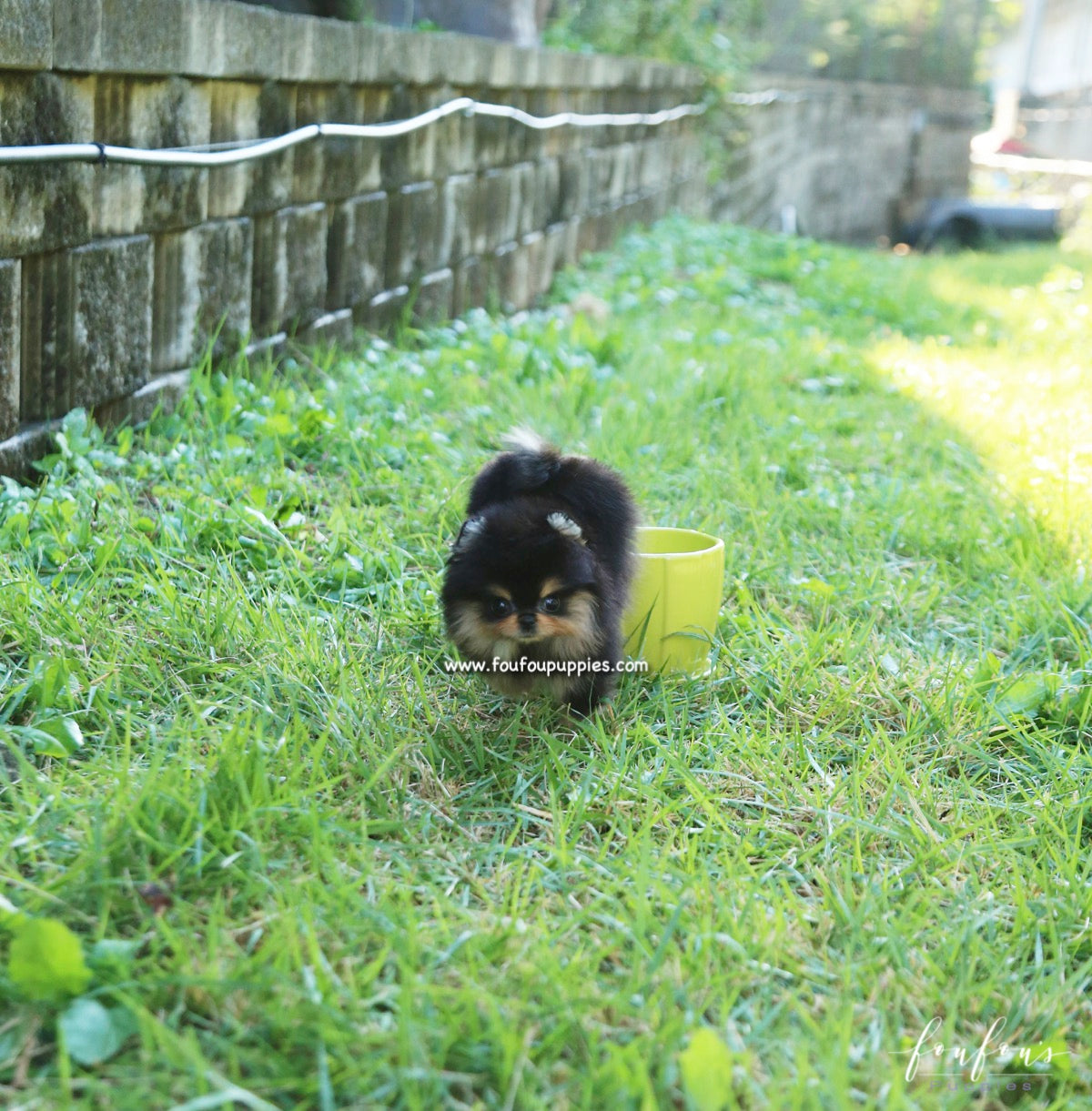 Kaluha - Pomeranian F.