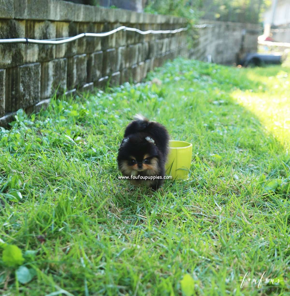 Kaluha - Pomeranian F.