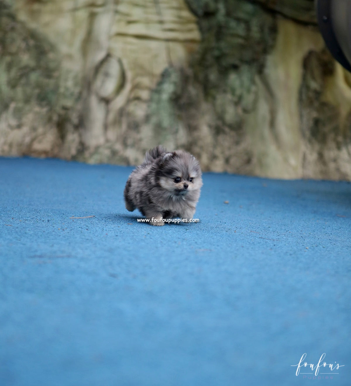 Grigio - Pomeranian M.
