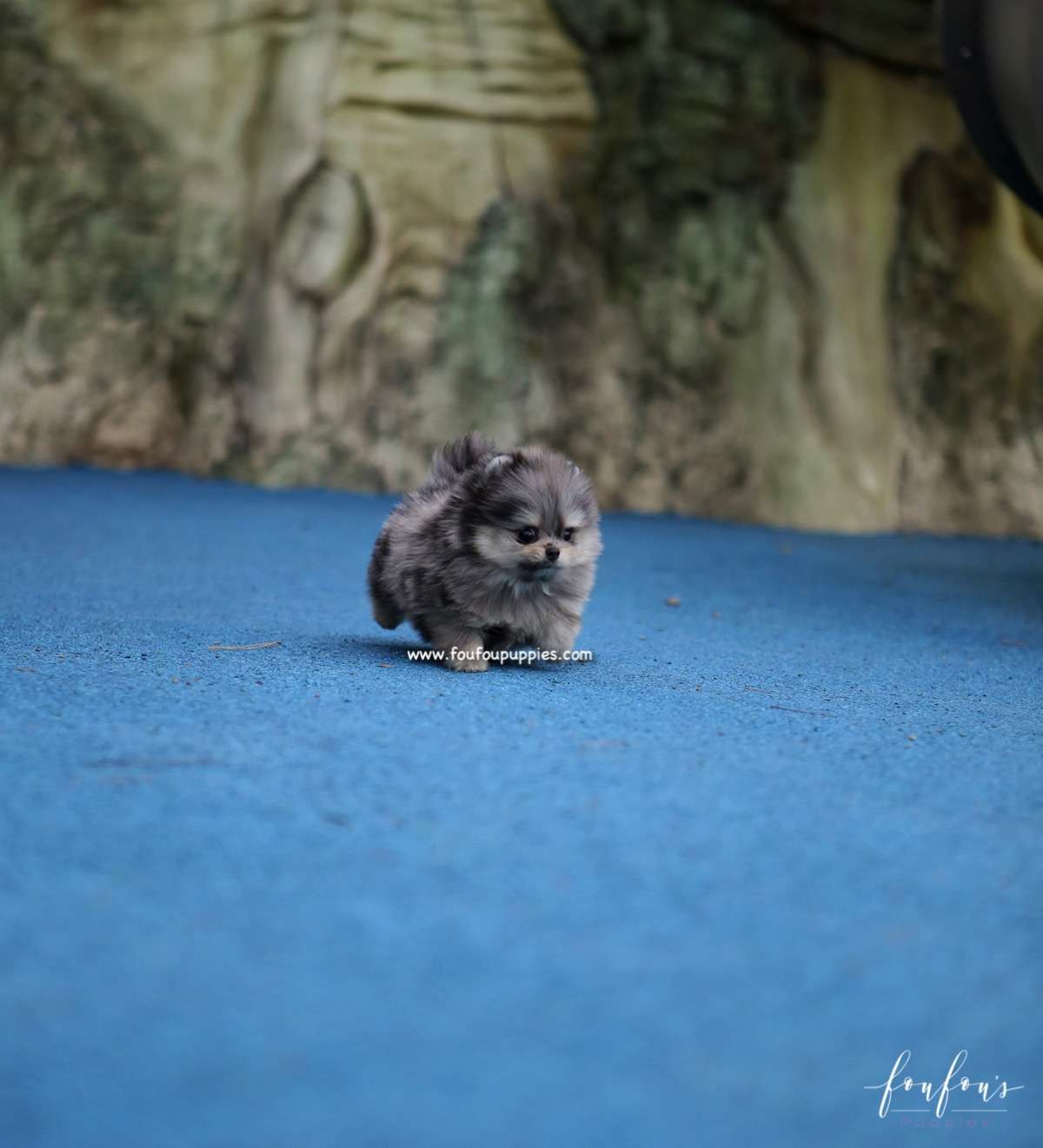 Grigio - Pomeranian M.