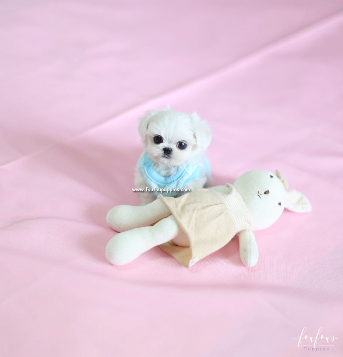 Ken - Maltese M.