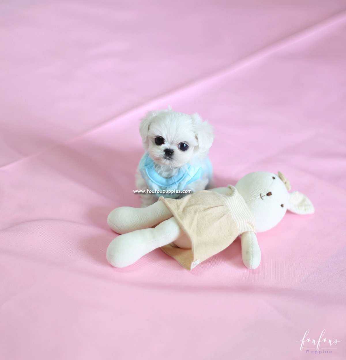 Ken - Maltese M.