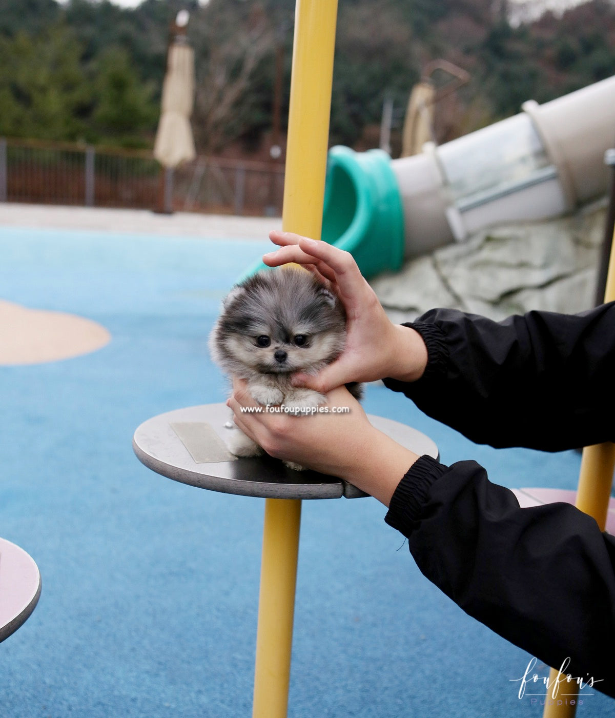 Grigio - Pomeranian M.