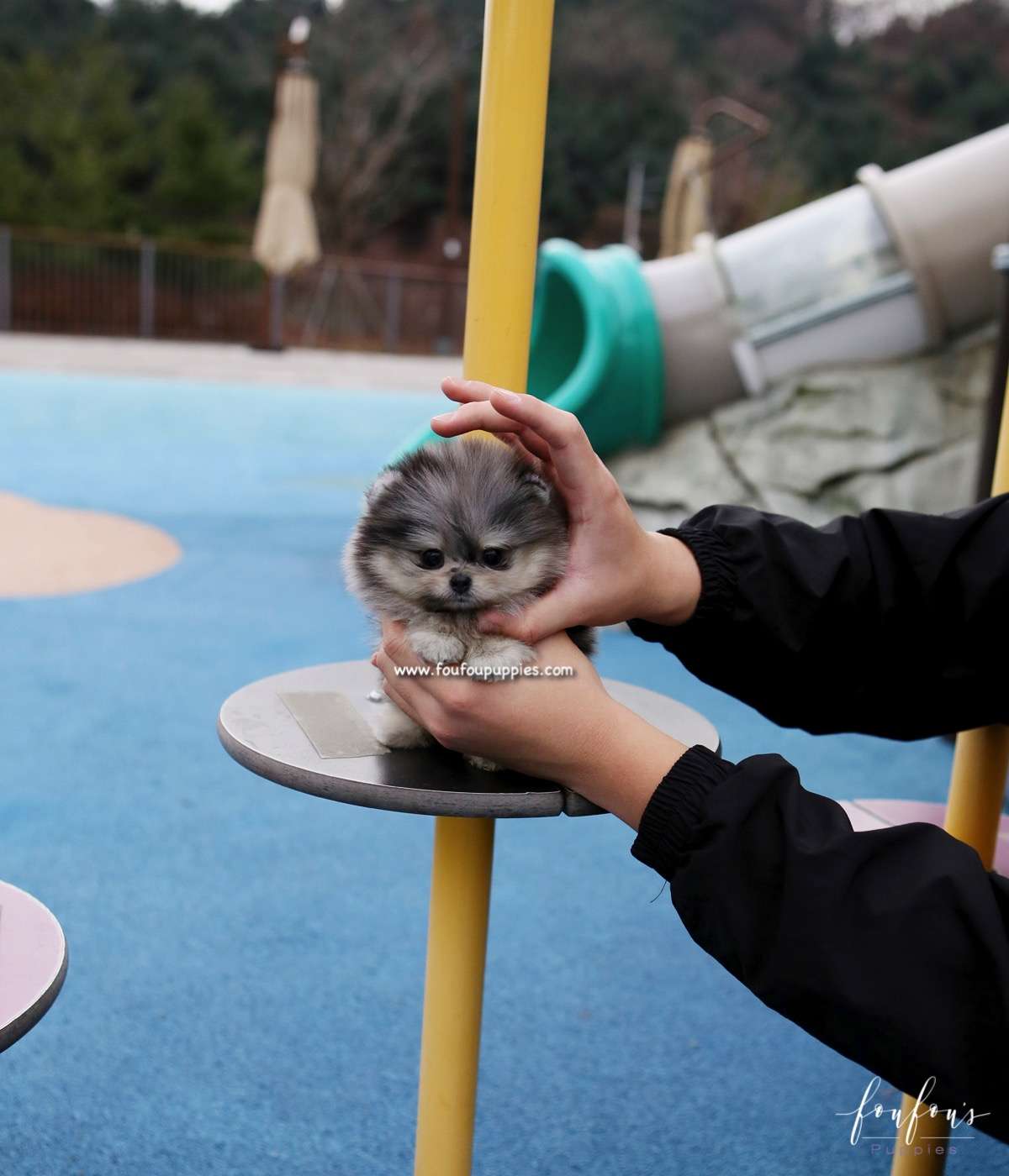 Grigio - Pomeranian M.