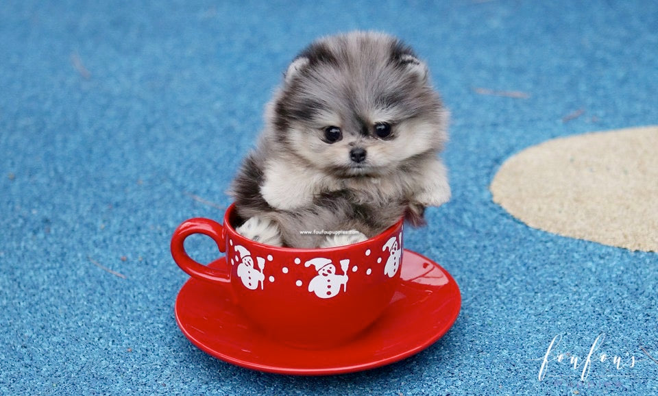 Grigio - Pomeranian M.