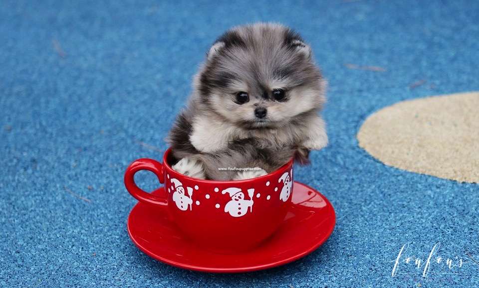 Grigio - Pomeranian M.
