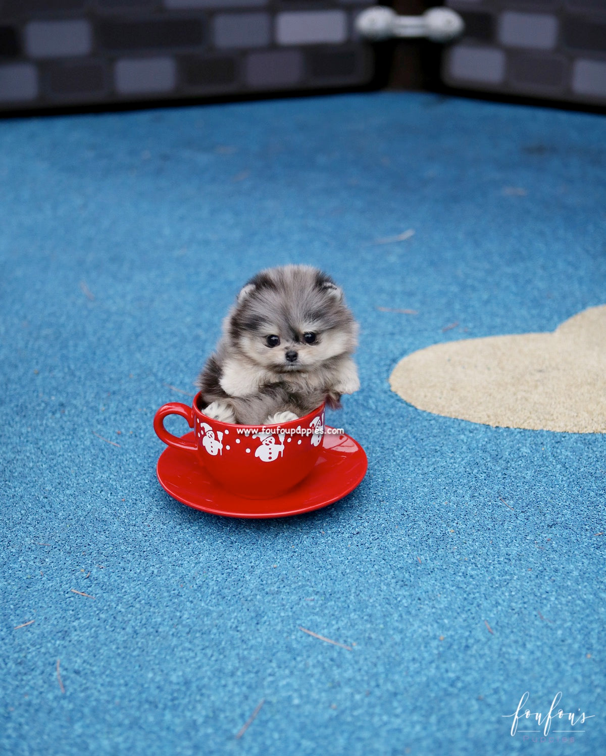 Grigio - Pomeranian M.