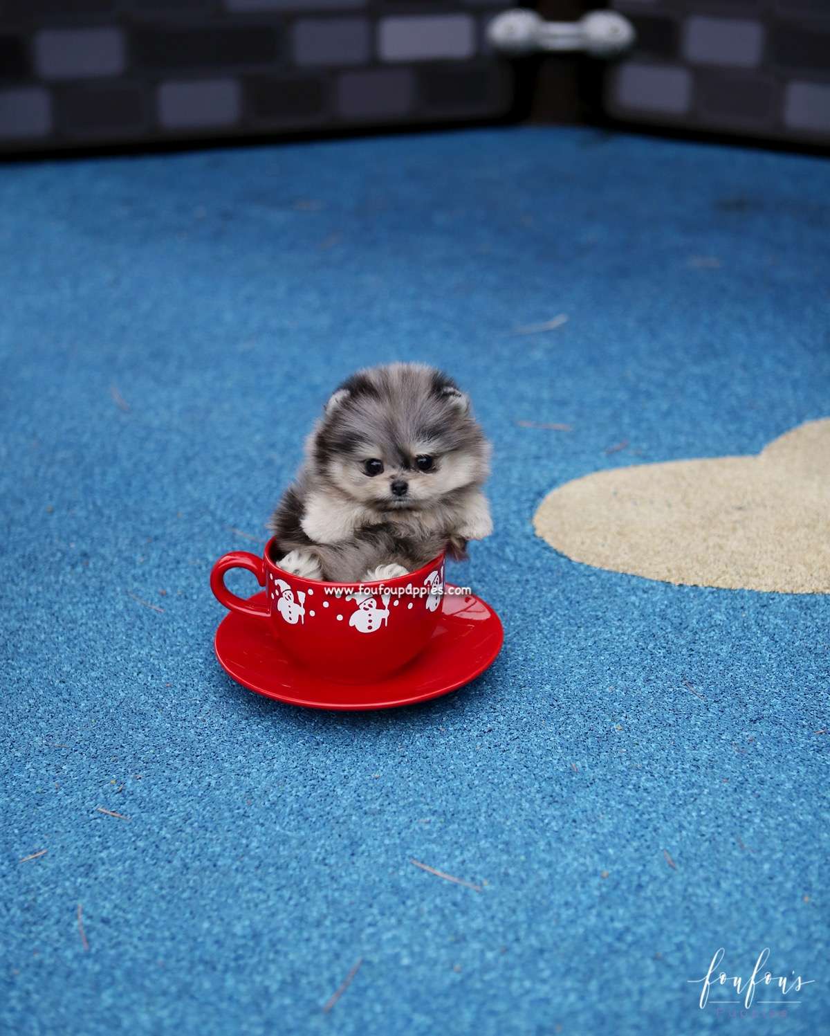 Grigio - Pomeranian M.