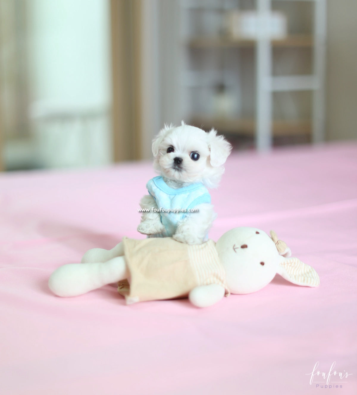 Ken - Maltese M.