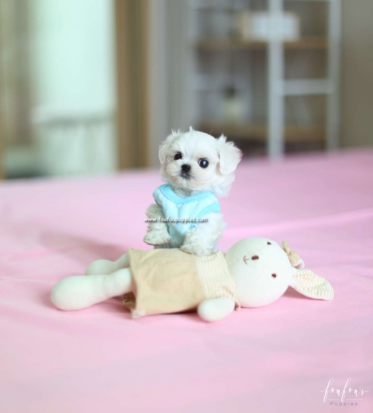 Ken - Maltese M.