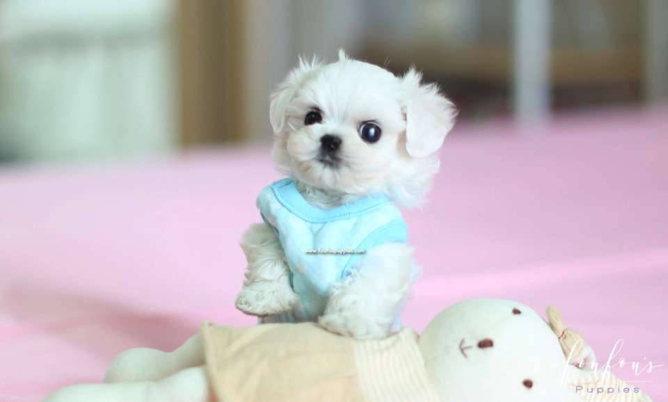 Ken - Maltese M.