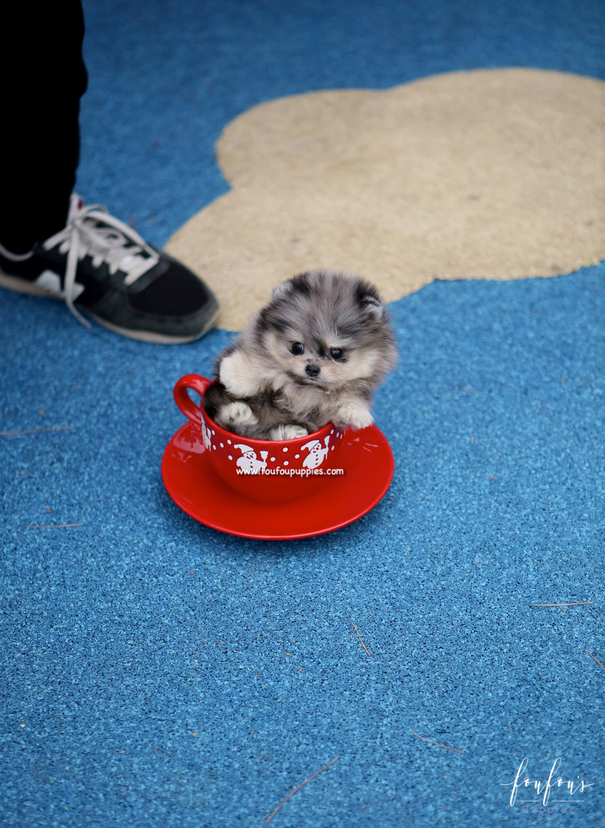 Grigio - Pomeranian M.