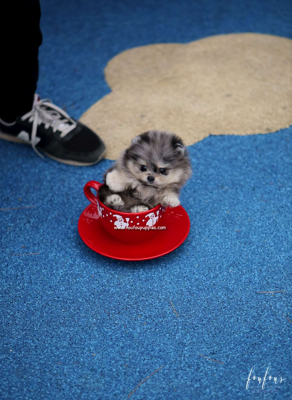 Grigio - Pomeranian M.