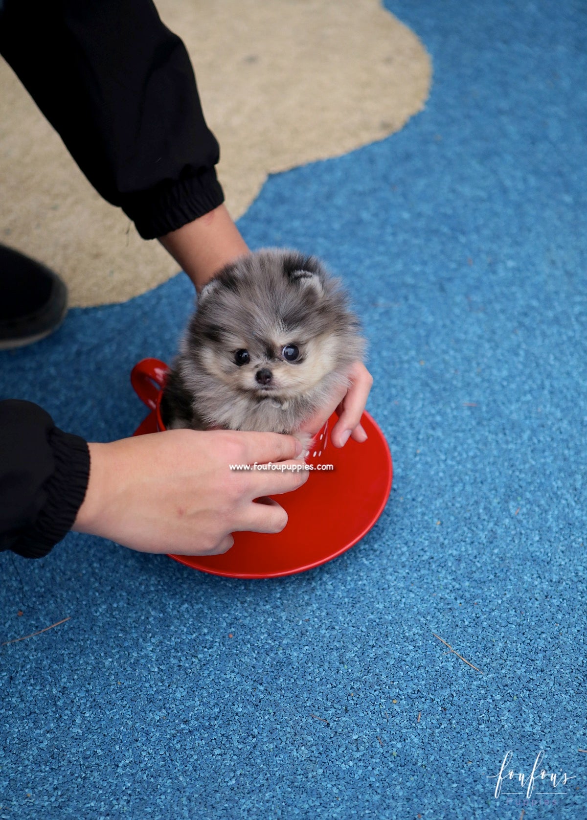 Grigio - Pomeranian M.