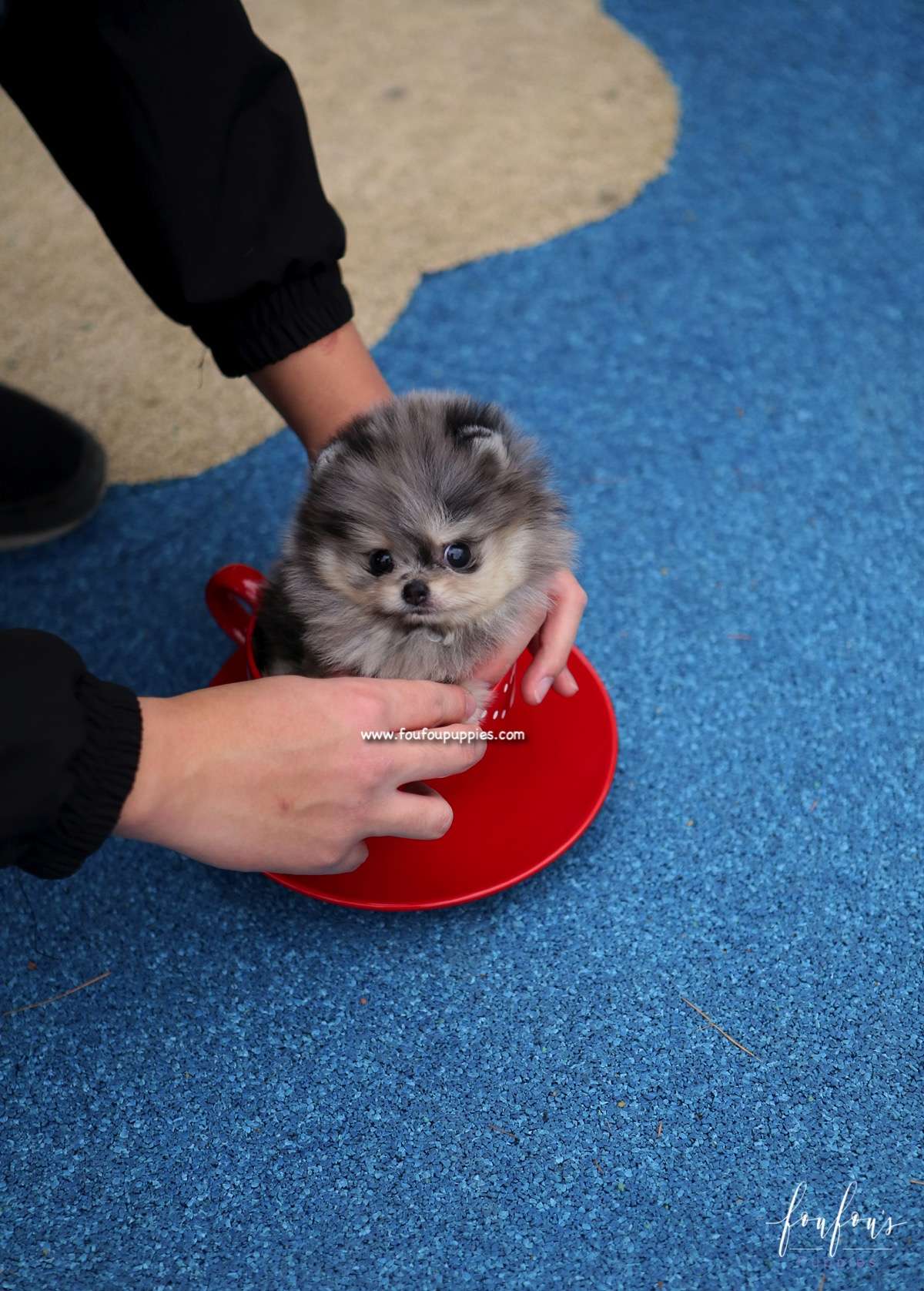 Grigio - Pomeranian M.