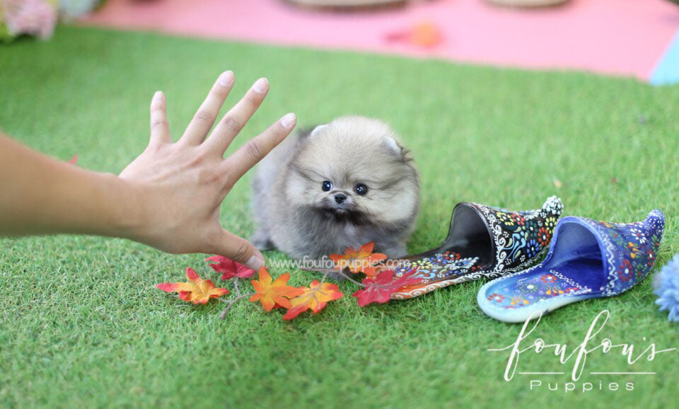Kenzo-Pomeranian M.