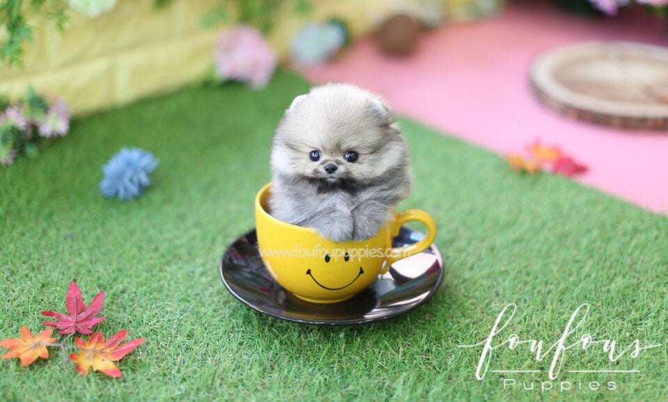 Kenzo-Pomeranian M.