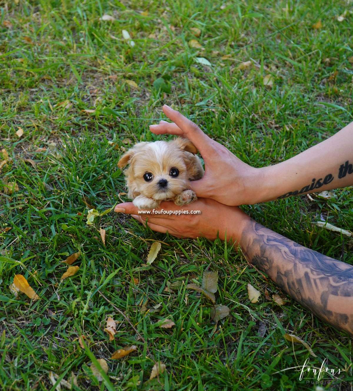 Kenzo - Maltipoo M.